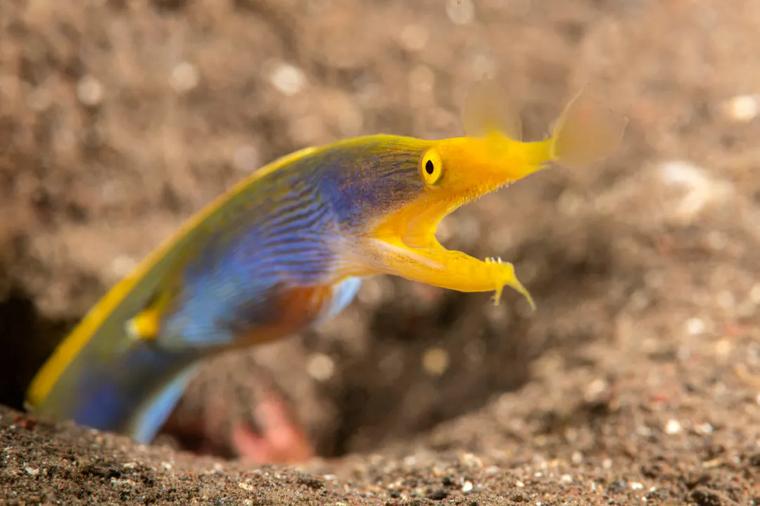 Ribbon Eel (male) (Rhinomuraena quaesita)