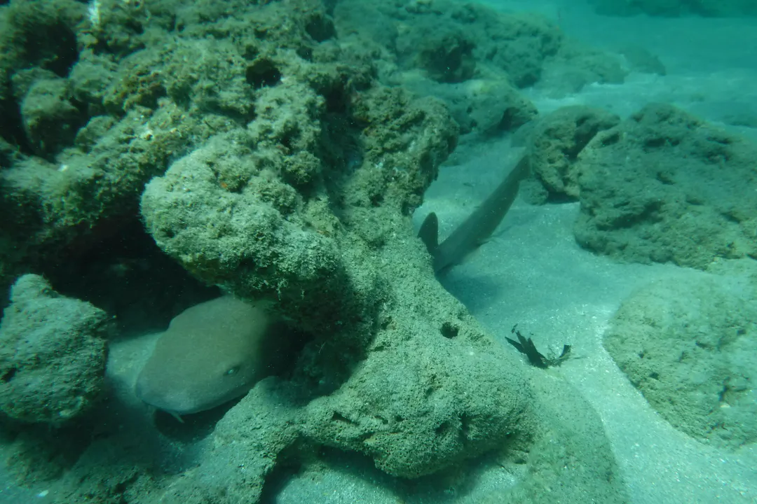 Nurse Shark