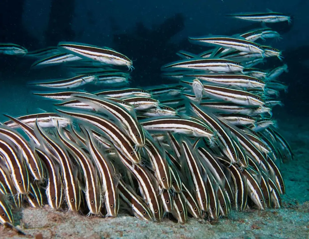 Seabook: Striped Eel Catfish