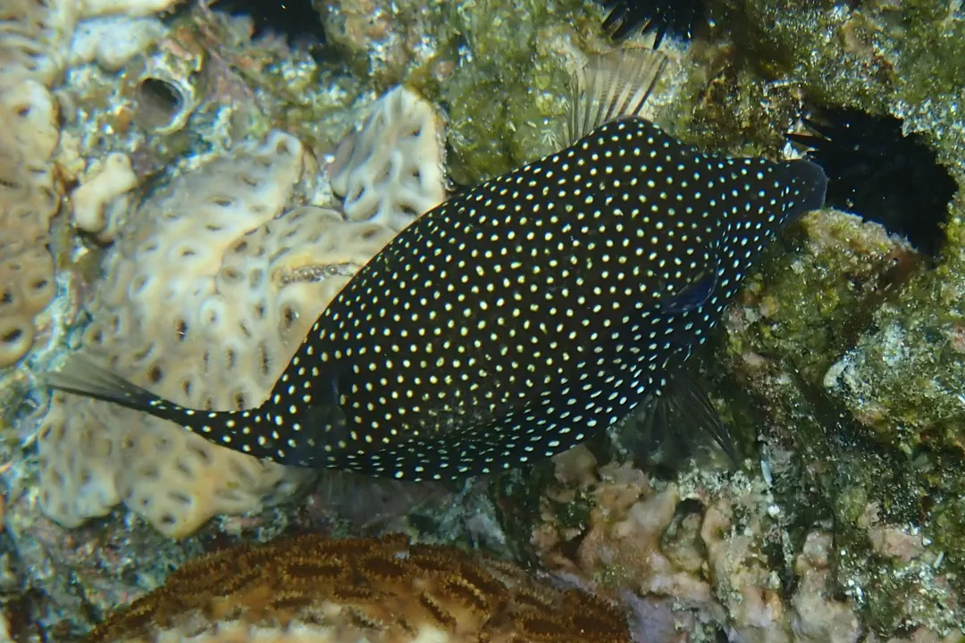 Spotted Boxfish (female)