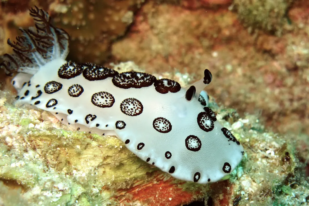 Dotted Nudibranch