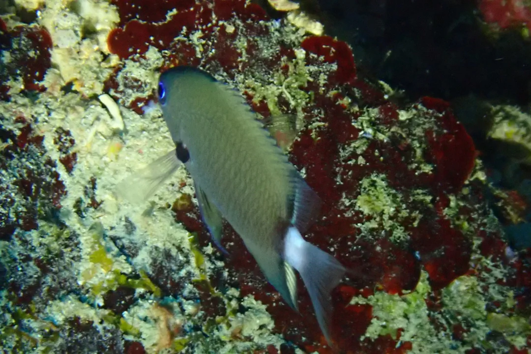 Deep Reef Chromis (Chromis delta)