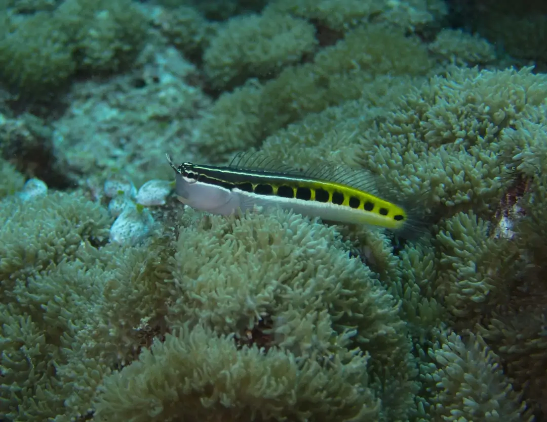 Seabook: Lined Combtooth Blenny