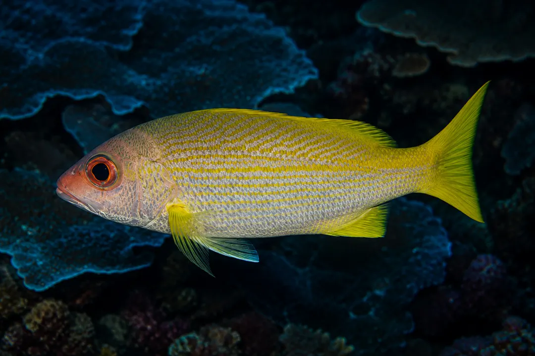 Indian Snapper (Lutjanus madras)