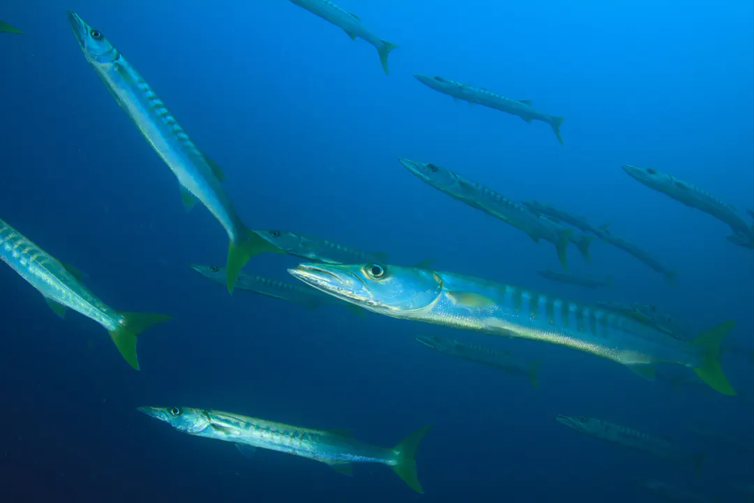 Pickhandle Barracuda
