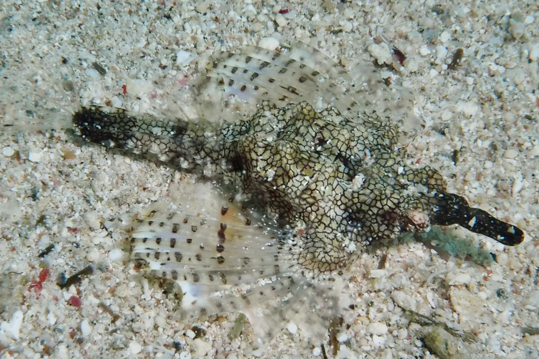 Little Dragonfish (black)