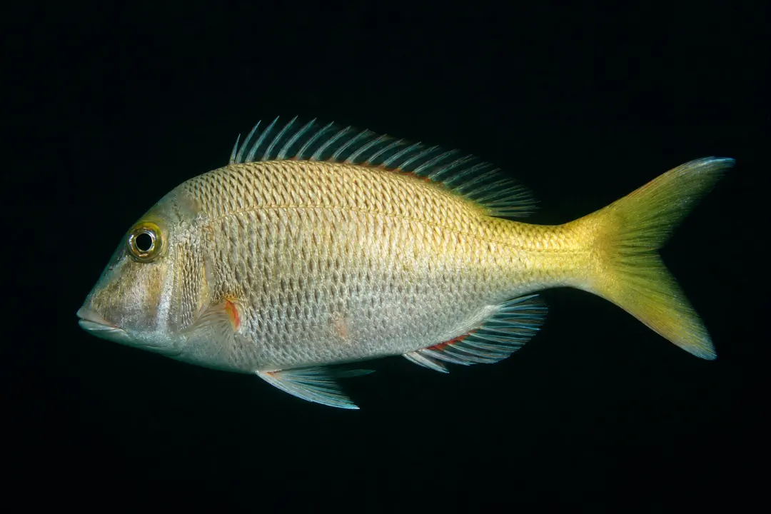 Yellowtail Emperor (Lethrinus atkinsoni)