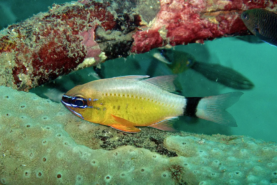 Ring-tailed cardinalfish (Ostorhinchus aureus)