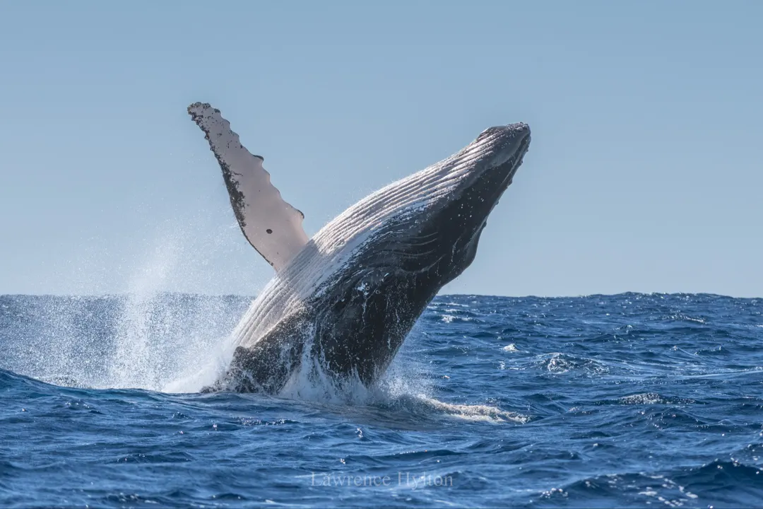 Diving Norway: Exploring the Cold-Water Fjords and Wrecks