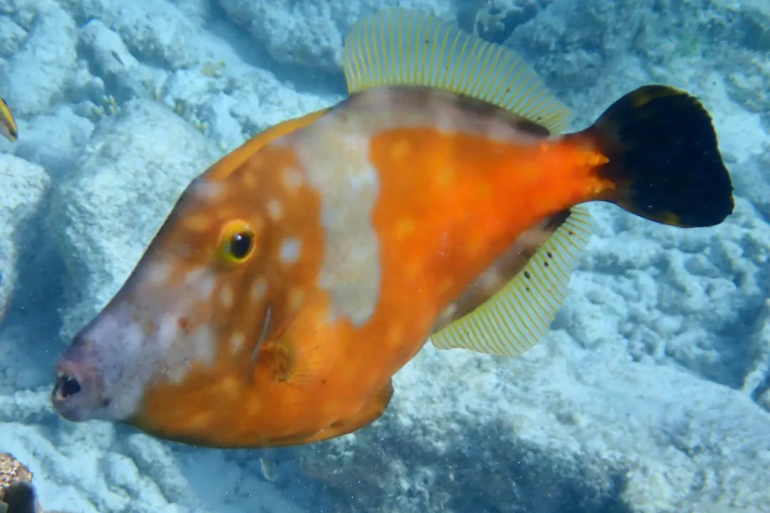 Whitespotted Filefish