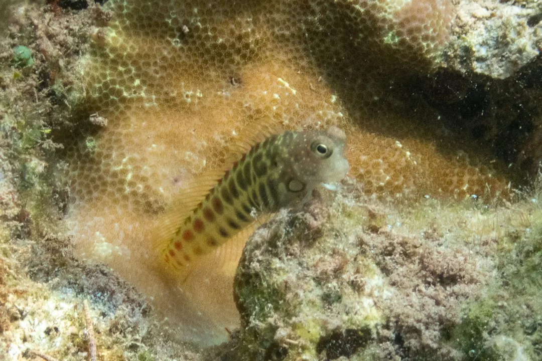 Segmented Blenny (Salarias segmentatus)