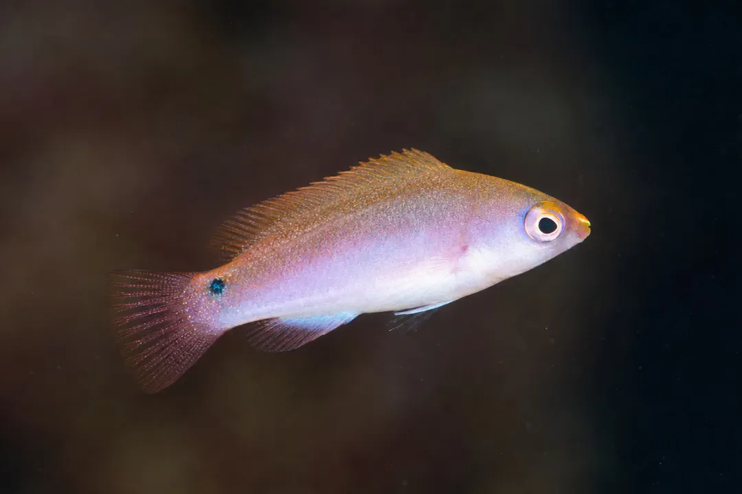 Blueside Wrasse (juvenile)