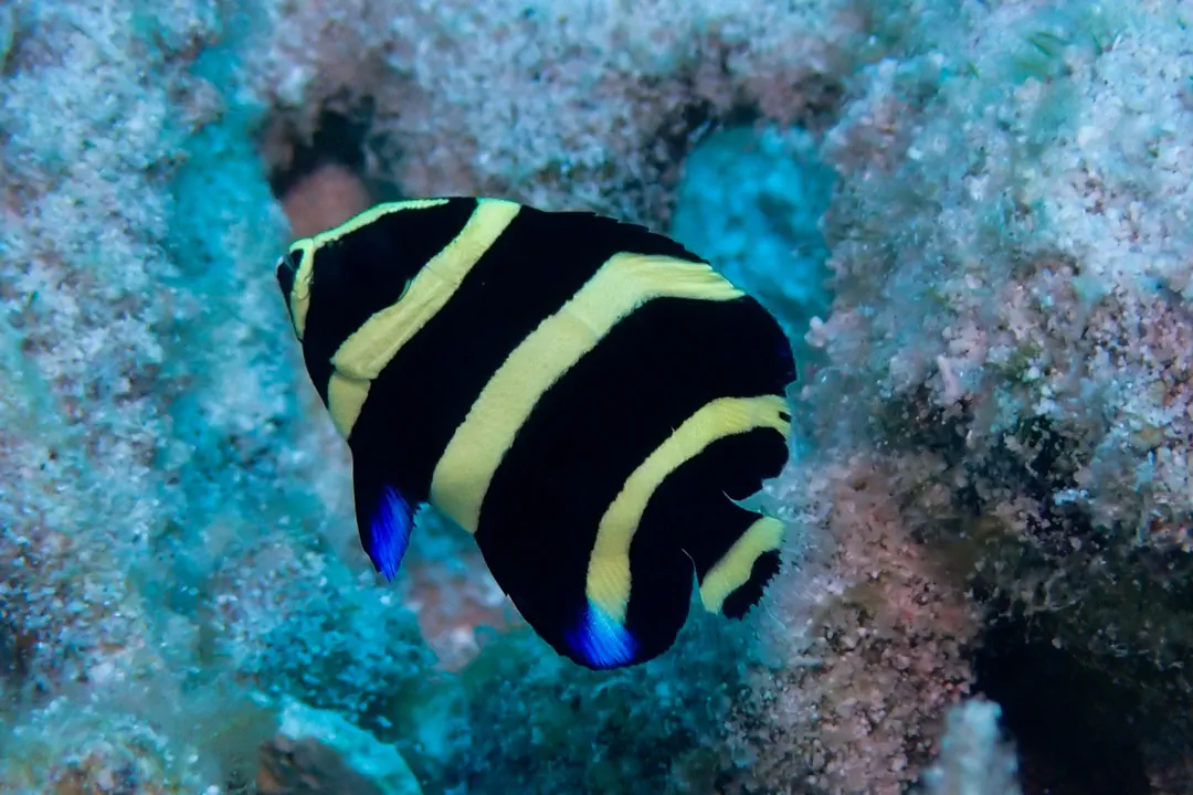 Grey Angelfish (juvenile) (Pomacanthus arcuatus)