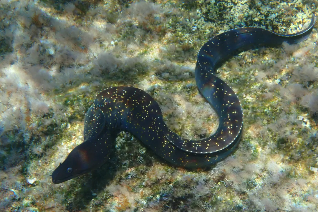 Mediterranean Moray (Muraena helena)