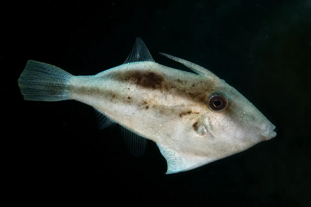 Japanese Leatherjacket (male)
