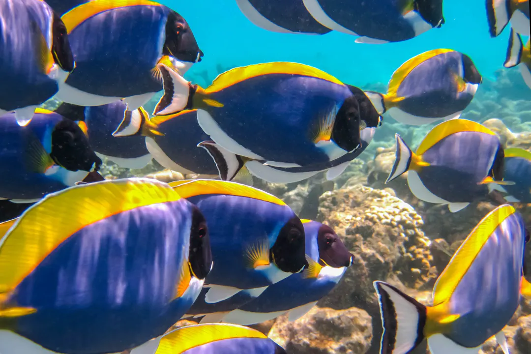 Powder Blue Tang (Acanthurus leucosternon)
