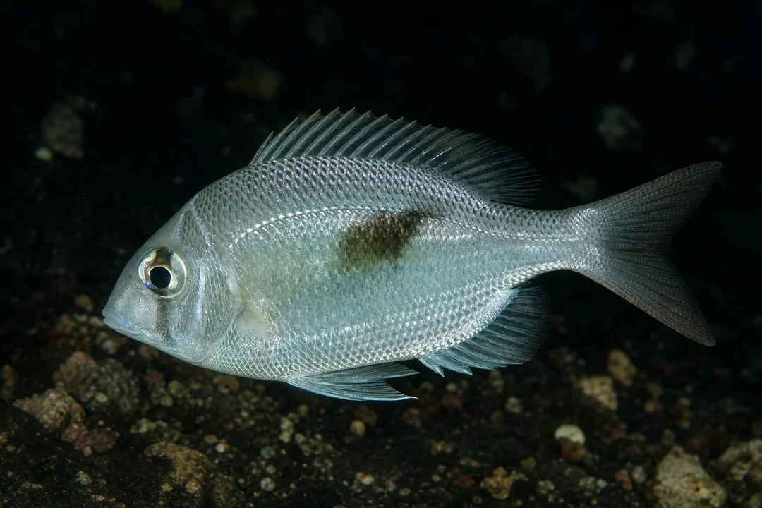 Iodine Bream (Gymnocranius audleyi)