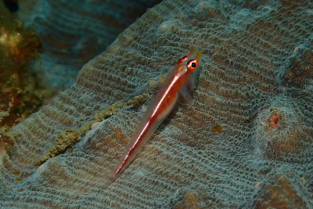 Stony Coral Ghostgoby (Pleurosicya micheli)