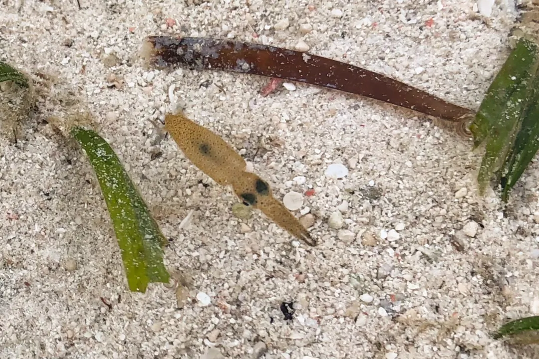 Two-toned Pygmy Idiosepiid (Idiosepius pygmaeus)