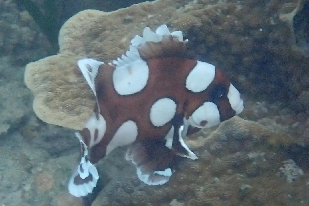 Harlequin Sweetlips (juvenile)