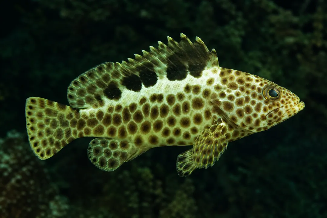 Frostback Rock Cod (Epinephelus bilobatus)