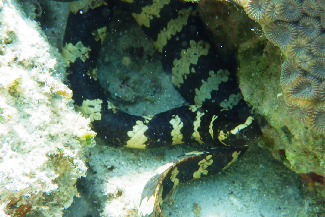 Ijima's Sea Snake