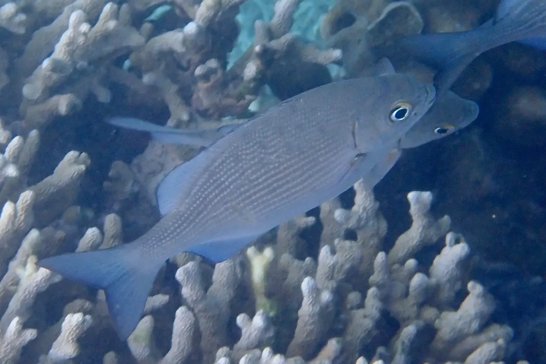 Highfin Chub