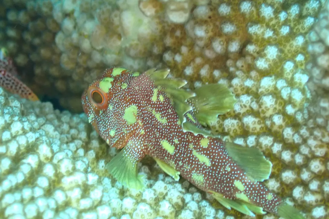 Yellowspotted Scorpionfish (Sebastapistes cyanostigma)