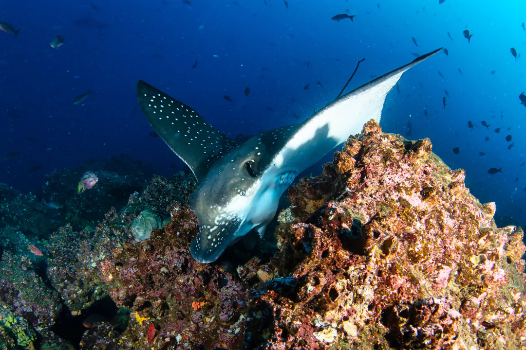 Spotted Eagle Ray
