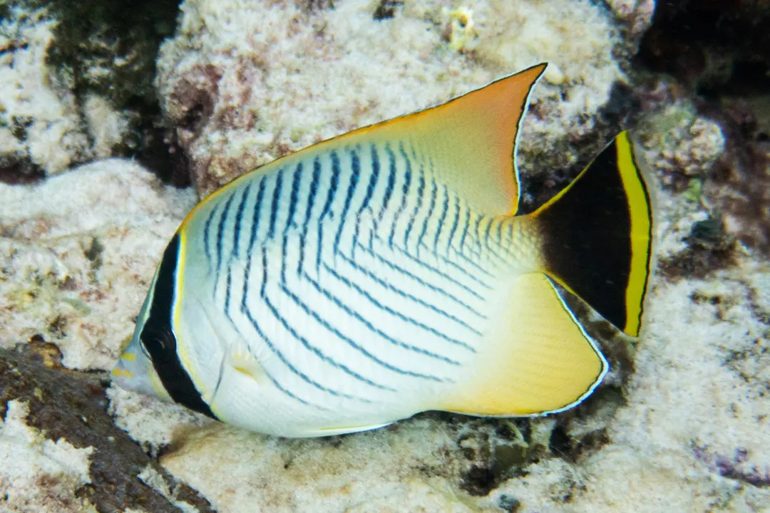 Chevron Butterflyfish