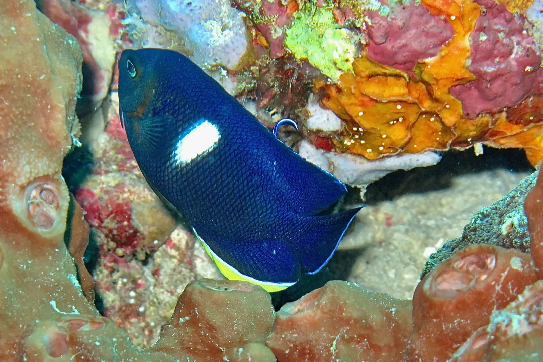 Keyhole Angelfish (Centropyge tibicen)