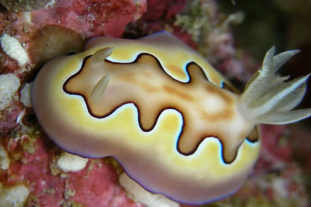 Coi's Goniobranchus (Goniobranchus coi)