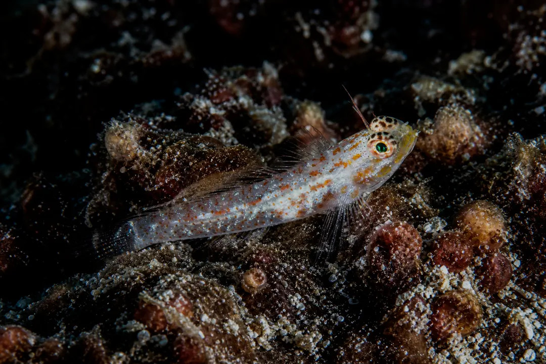 Red-speckled Dwarfgoby (Eviota rubrisparsa)