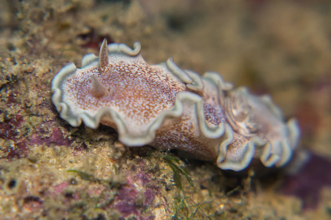 Brown-edge Glossodorid