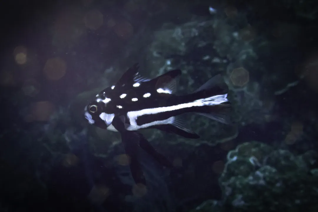 Midnight Snapper (juvenile) (Macolor macularis)