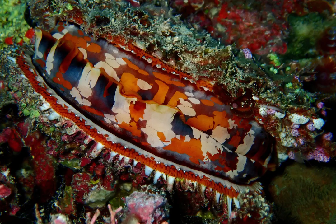 Giant Thorny Oyster