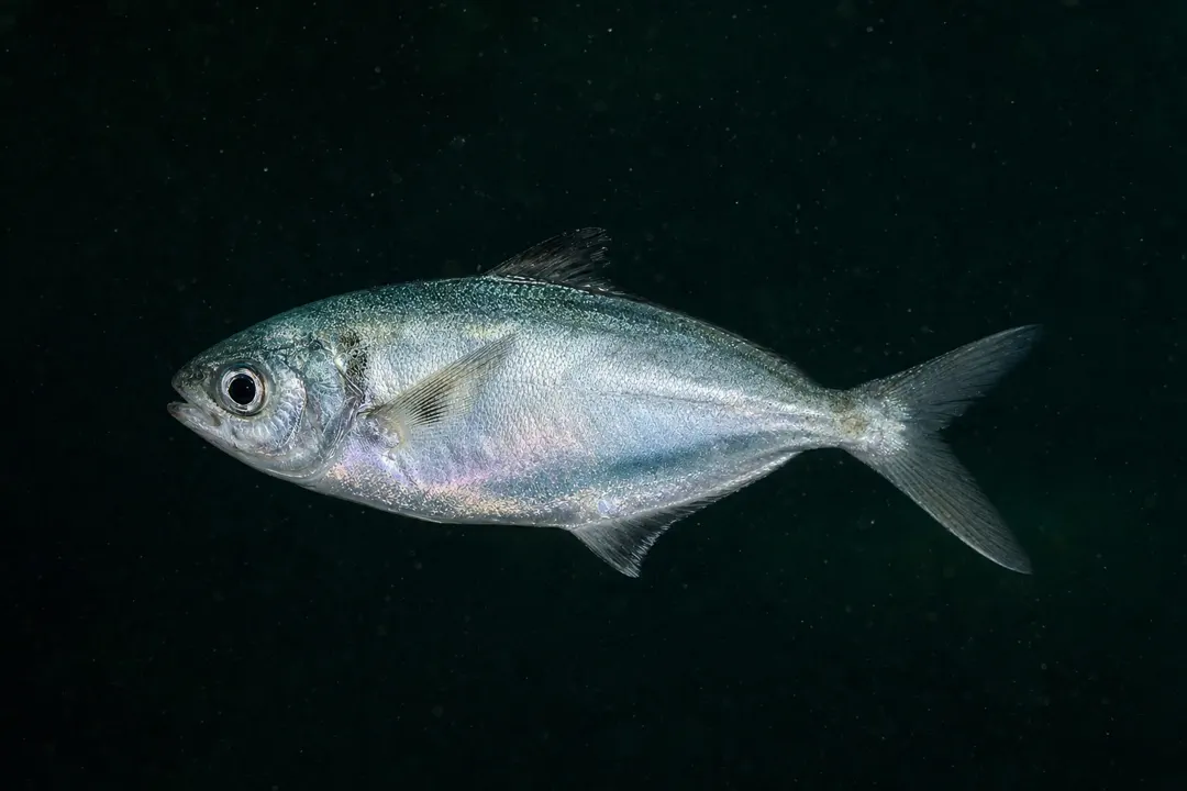 Silver Warehou (Seriolella punctata)