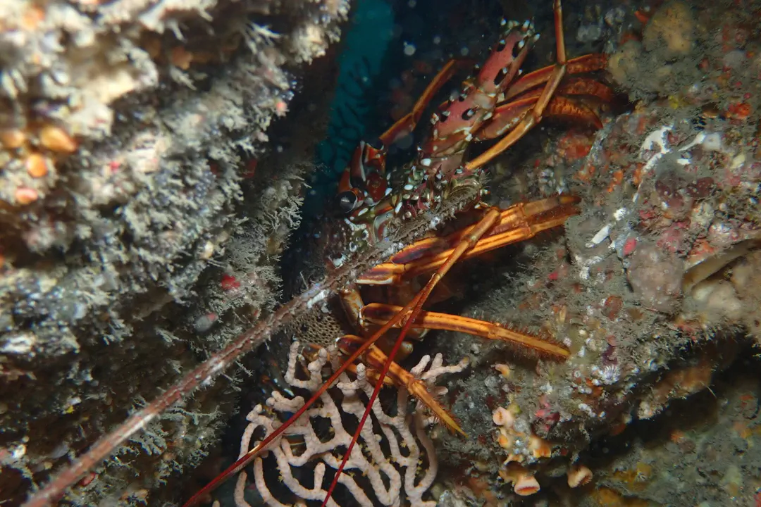 Japanese Spiny Lobster (Panulirus japonicus)
