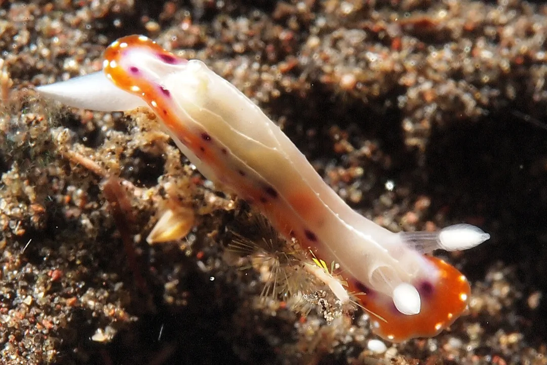 Chromodoris decora (Goniobranchus decorus)