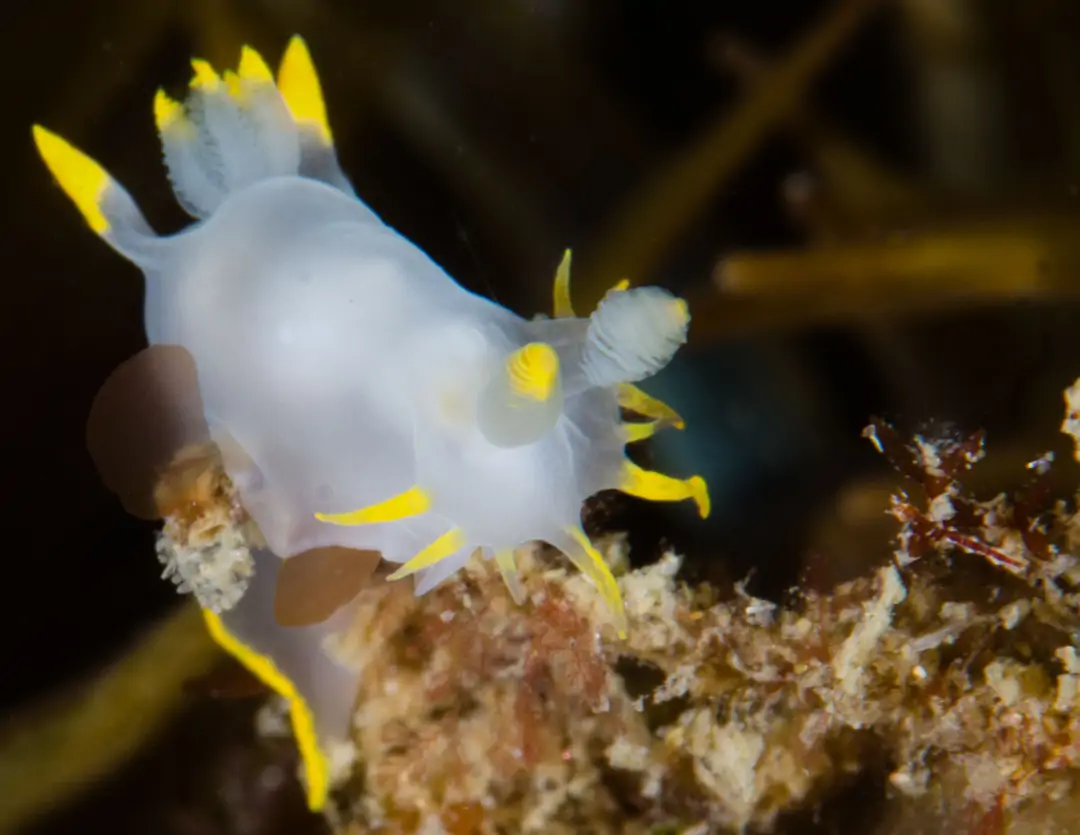 Seabook: Polycera faeroensis