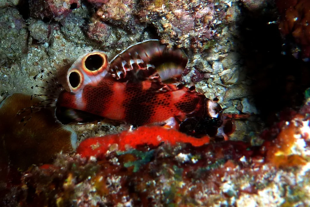 Twinspot Lionfish (juvenile) (Dendrochirus biocellatus)