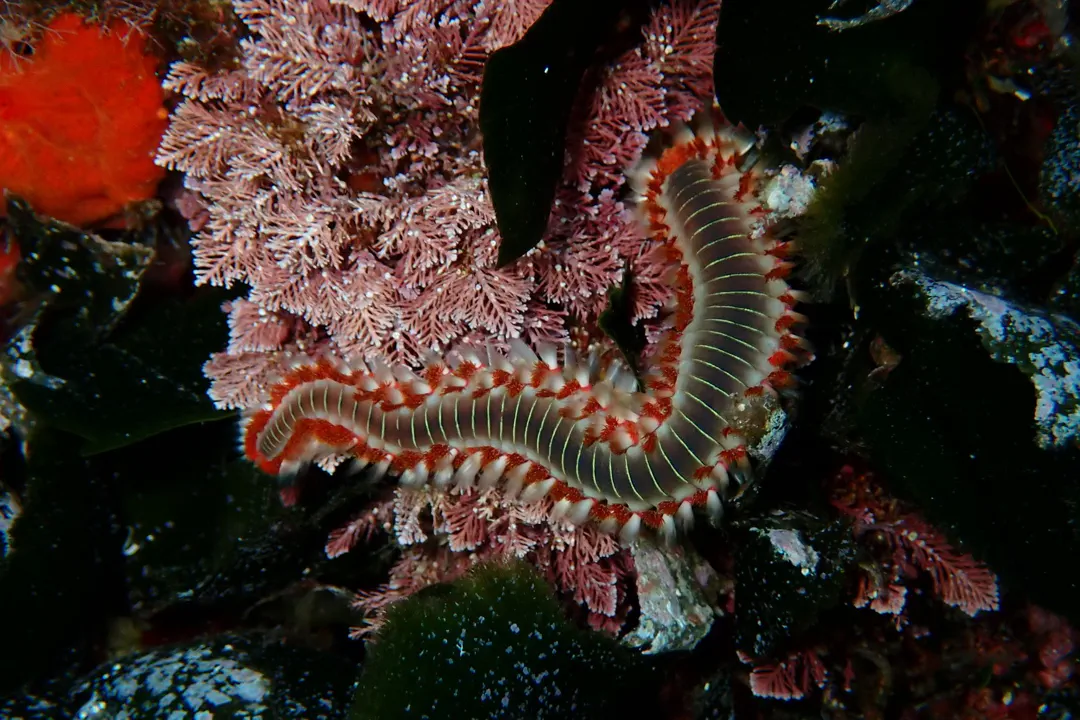 Bearded Fireworm