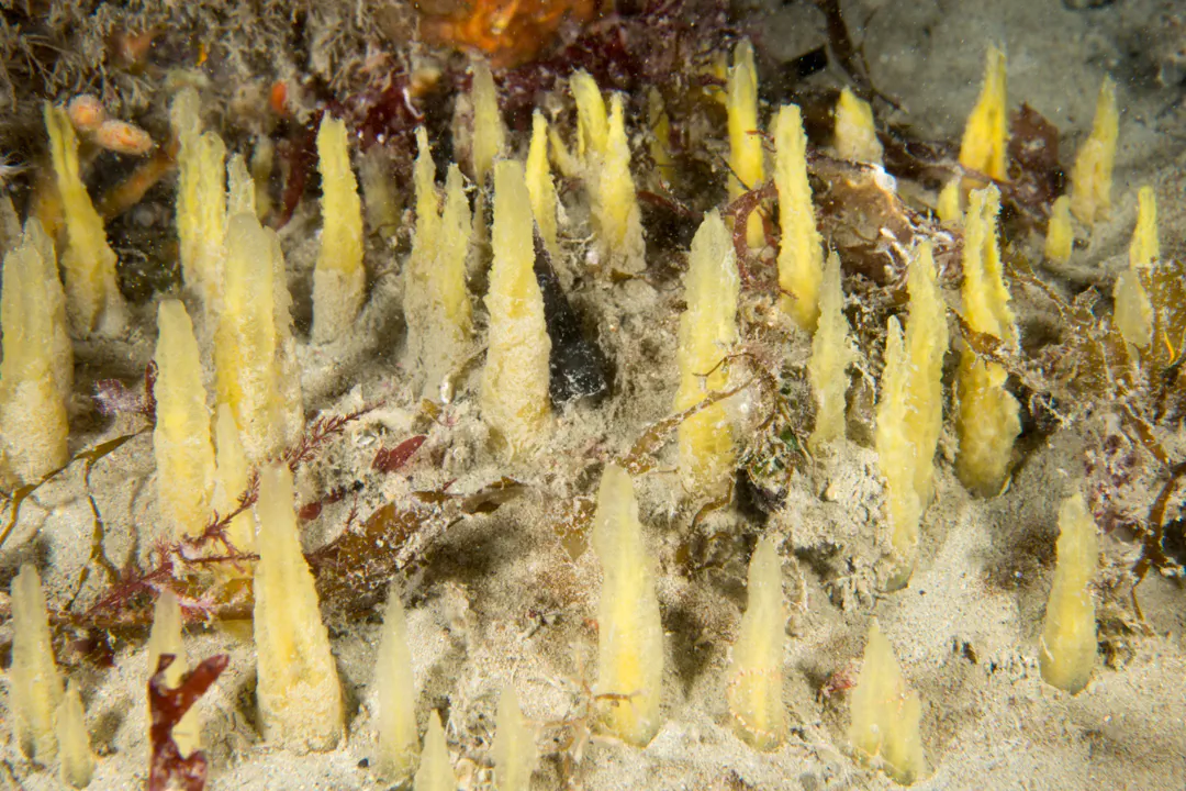 Brush Sponge