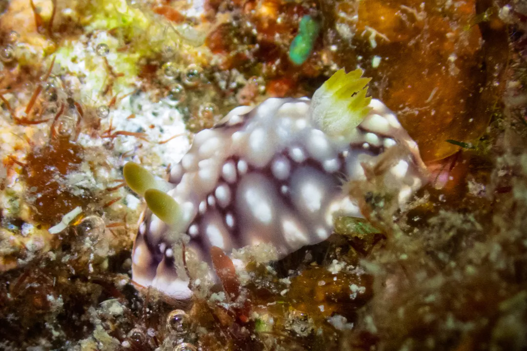 Geometric Goniobranchus (pale) (Goniobranchus geometricus)