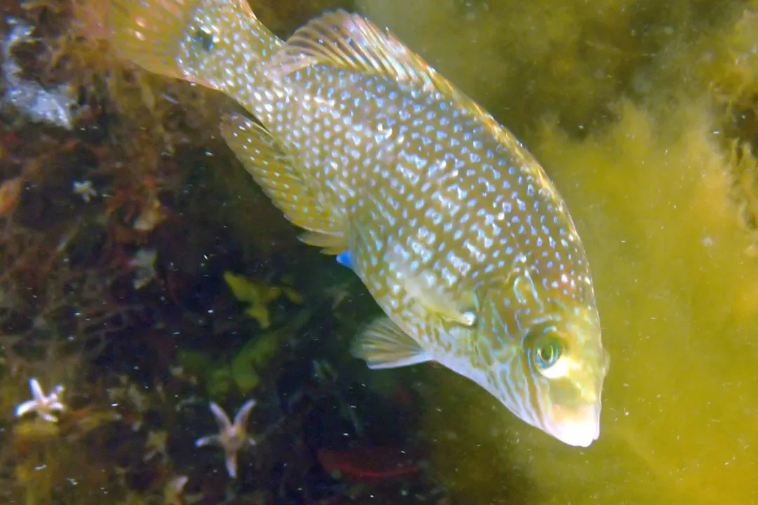 Corkwing Wrasse (female)