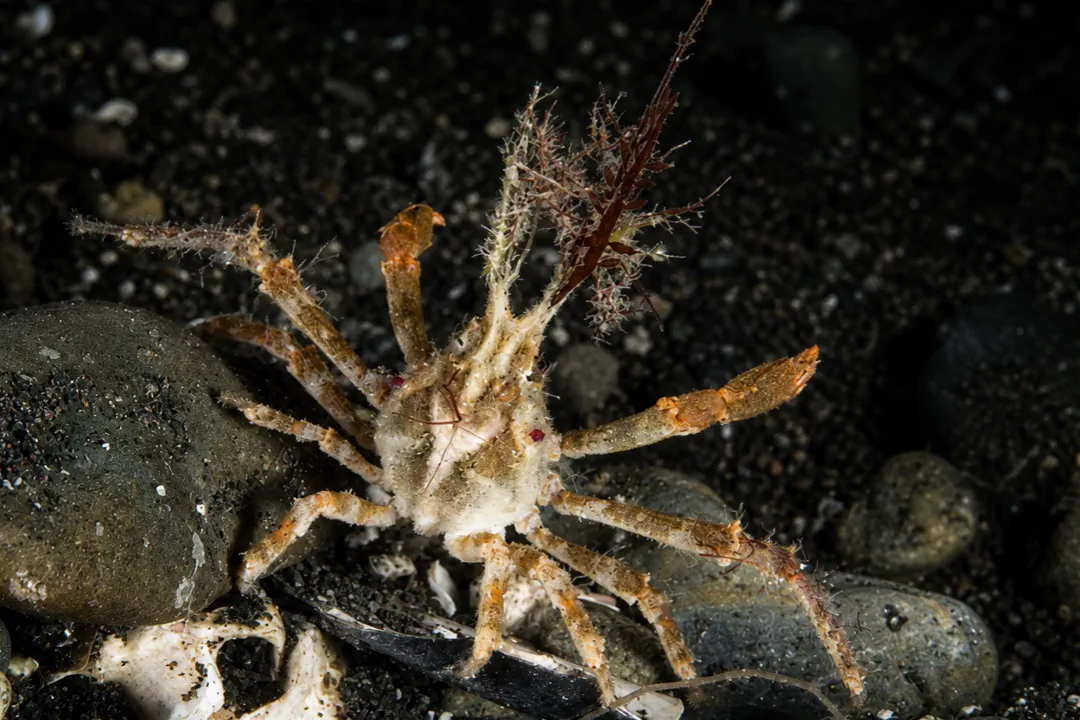 White-V Hydroid Spider Crab (Hyastenus borradailei)