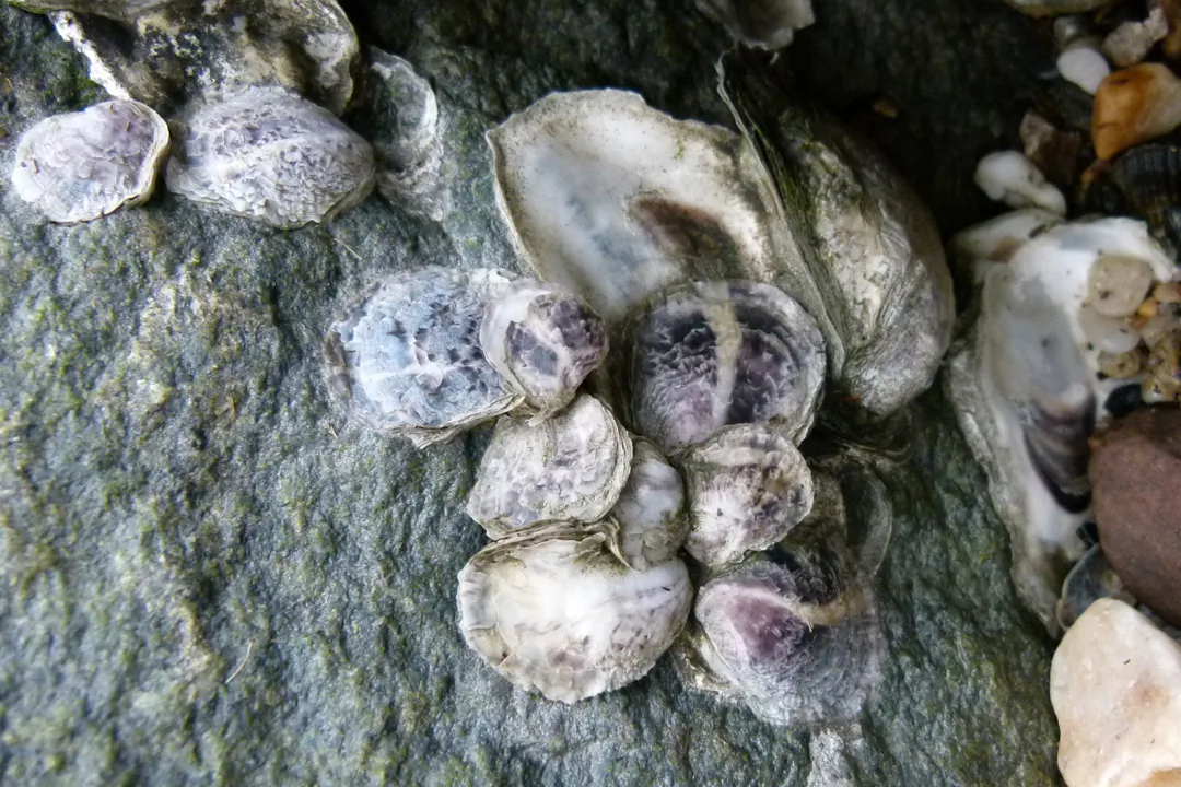 Molluscs
