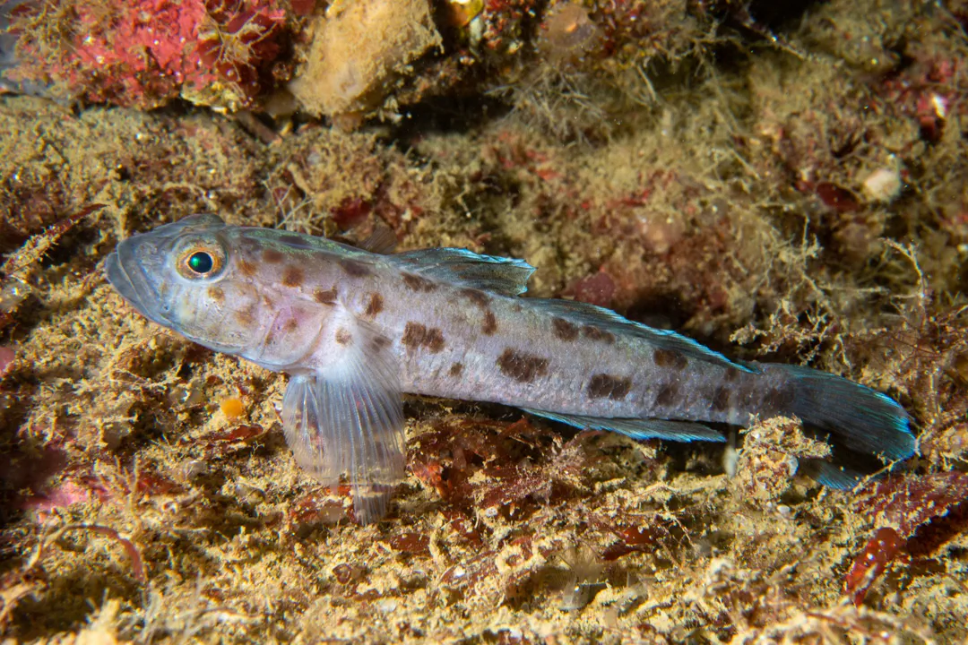 Leopard-spotted Goby