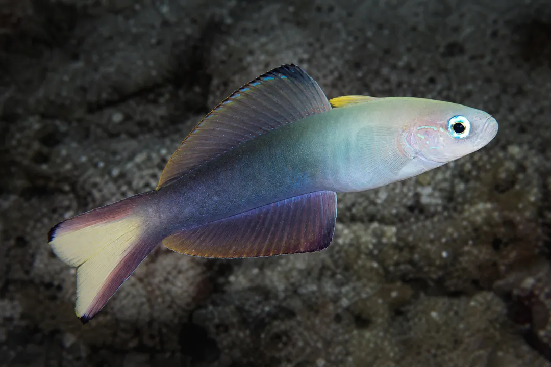 Blackfin Dartfish (Ptereleotris evides)
