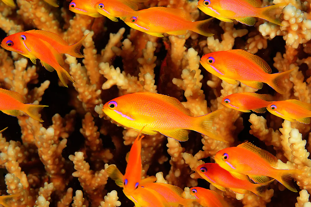 Sea Goldie (female)